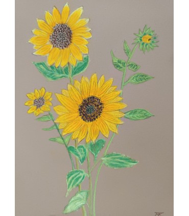 Les Tournesols du matin